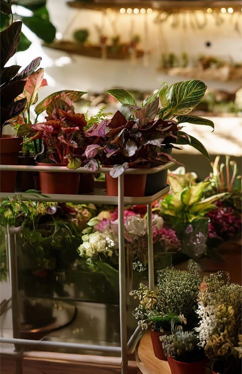  Venta de plantas y flores naturales 